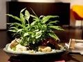 家居风水植物为你的运势锦上添花
