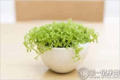 绿色植物