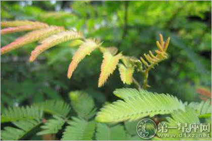光荚含羞草