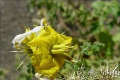 黄花刺茄