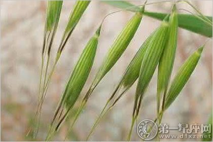野燕麦
