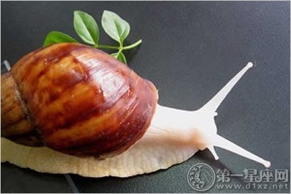 白玉蜗牛