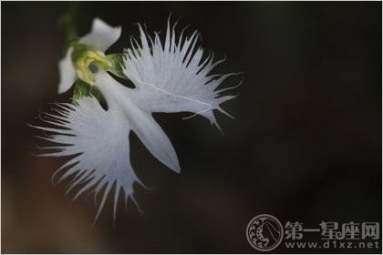 白鹭花