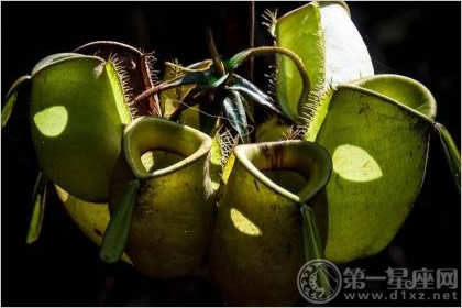 忘忧草