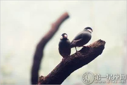 丁丑日柱人的命运解析