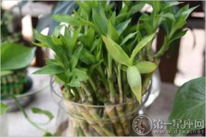数量有讲究？养富贵竹几支最吉利