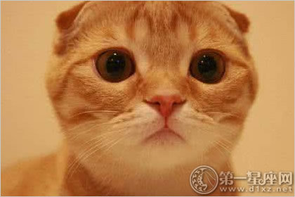 宠物猫