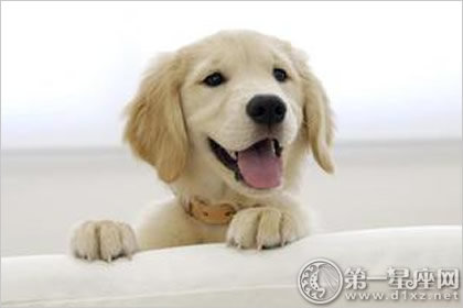 宠物狗