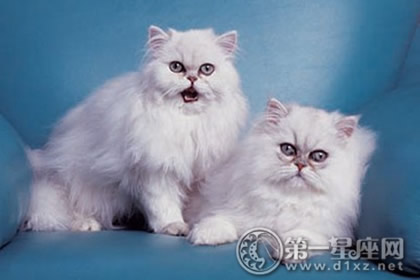 金吉拉猫   金吉拉猫,英文名为chinchilla,属于新品种的猫.