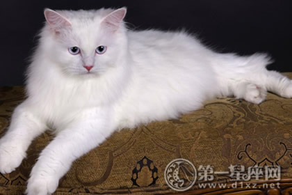 萌萌哒 最受欢迎的宠物猫