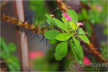 带刺类植物