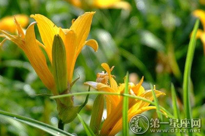 金针菜