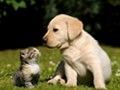 养猫or养狗 哪个才对宝宝好