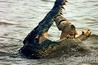 河口鳄