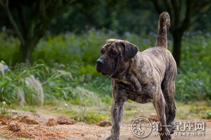 西班牙加纳利犬 