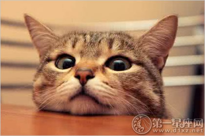 家里养猫对财运好不好