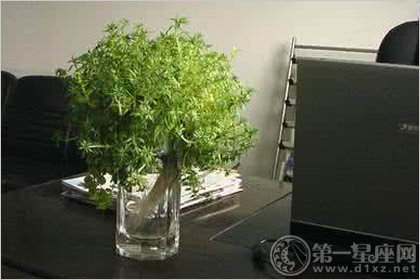 水生植物