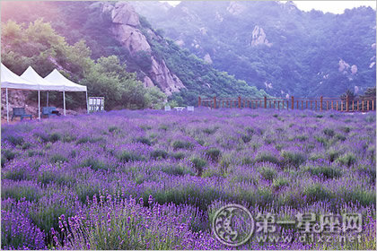 云峰山景区梦田薰衣草