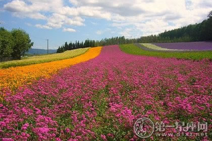 日本的北海道花海 