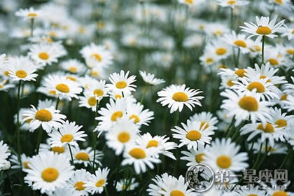 阿姆斯特丹雏菊花海 