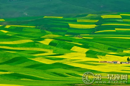 青海门源油菜花海 