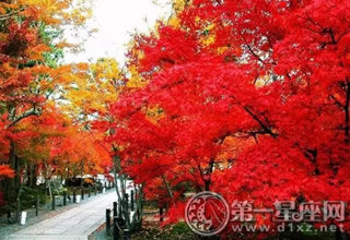 北京香山赏秋枫