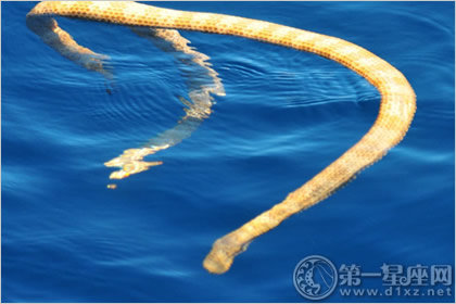 剑尾海蛇