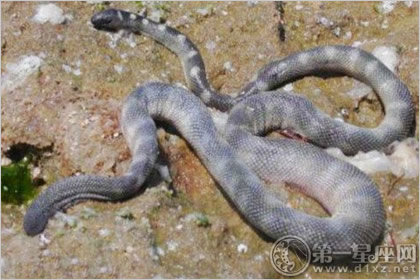 剑尾海蛇