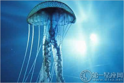 澳大利亚箱形水母