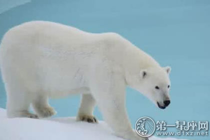 北极熊