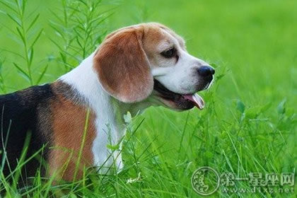 比格猎兔犬
