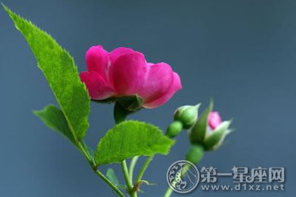 蔷薇花