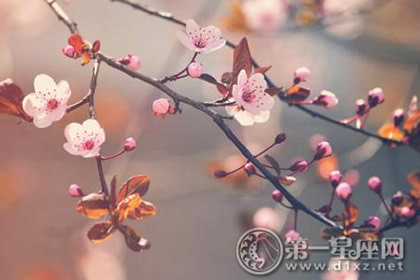 星座血型生肖分析（射手座、属马、O型）