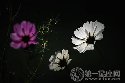 生日性格：12月24日出生的人