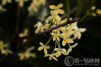 冷露无声湿桂花 重阳节赏花诗词