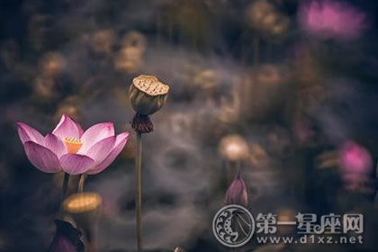 星座血型生肖分析（摩羯座、属马、AB型）