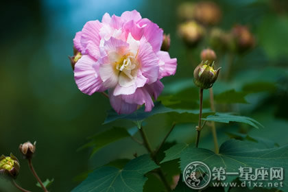 霜降植物花事安排