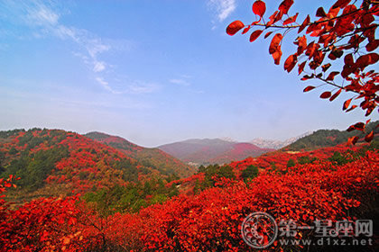 霜降时节赏枫