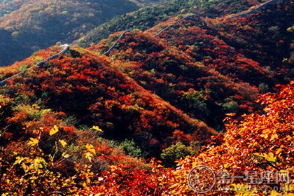 香山红叶什么时候红