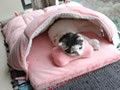 属鼠的人养猫有什么讲究
