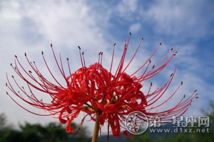 植物花语