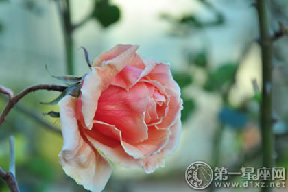 2018年3月23号属狗