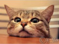 家里养猫对财运好不好