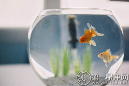 偏房內放魚缸有什麼講究-第一命理網-八字算命，居家風水，感情複合皆可在這找到答案