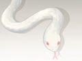 女人梦见一条小白蛇是什么意思