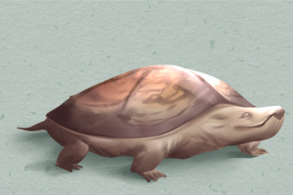 梦到乌龟脱壳只剩肉身预示着什么