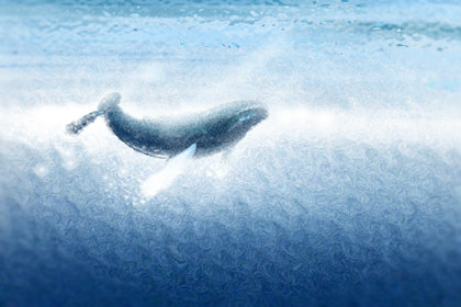 鲸落是什么意思 国际上发现现代自然鲸落不足50个