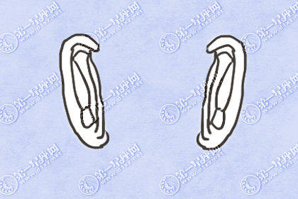 耳朵后面有胎记是什么意思 有福气耳朵的特征