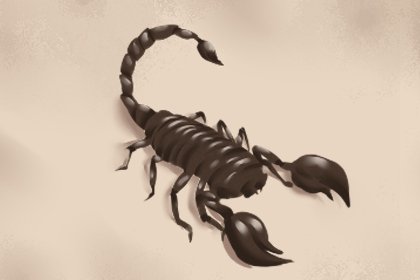 蝎子(420x280)